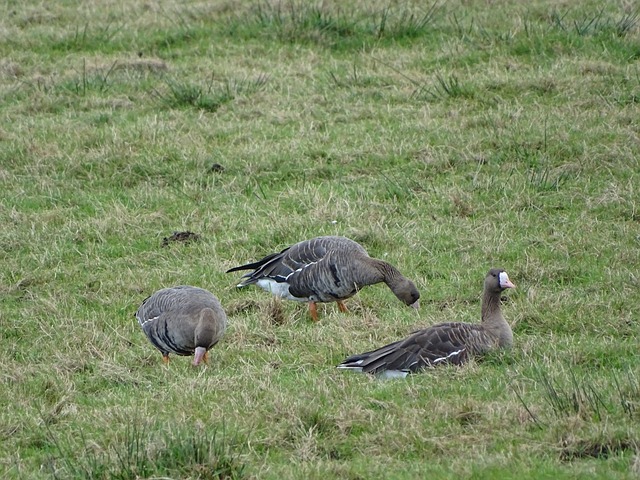 亚冠精英联赛-胜利vs萨德首发：C罗轮休，马内、.