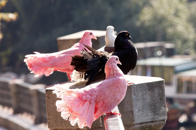 在辽宁男篮 在辽宁男篮